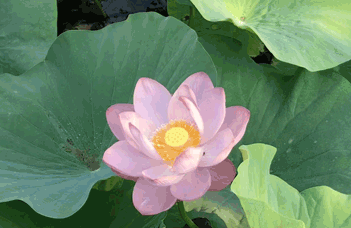 沈陽(yáng)軟化水設(shè)備廠(chǎng)家及其軟化水產(chǎn)品概述
